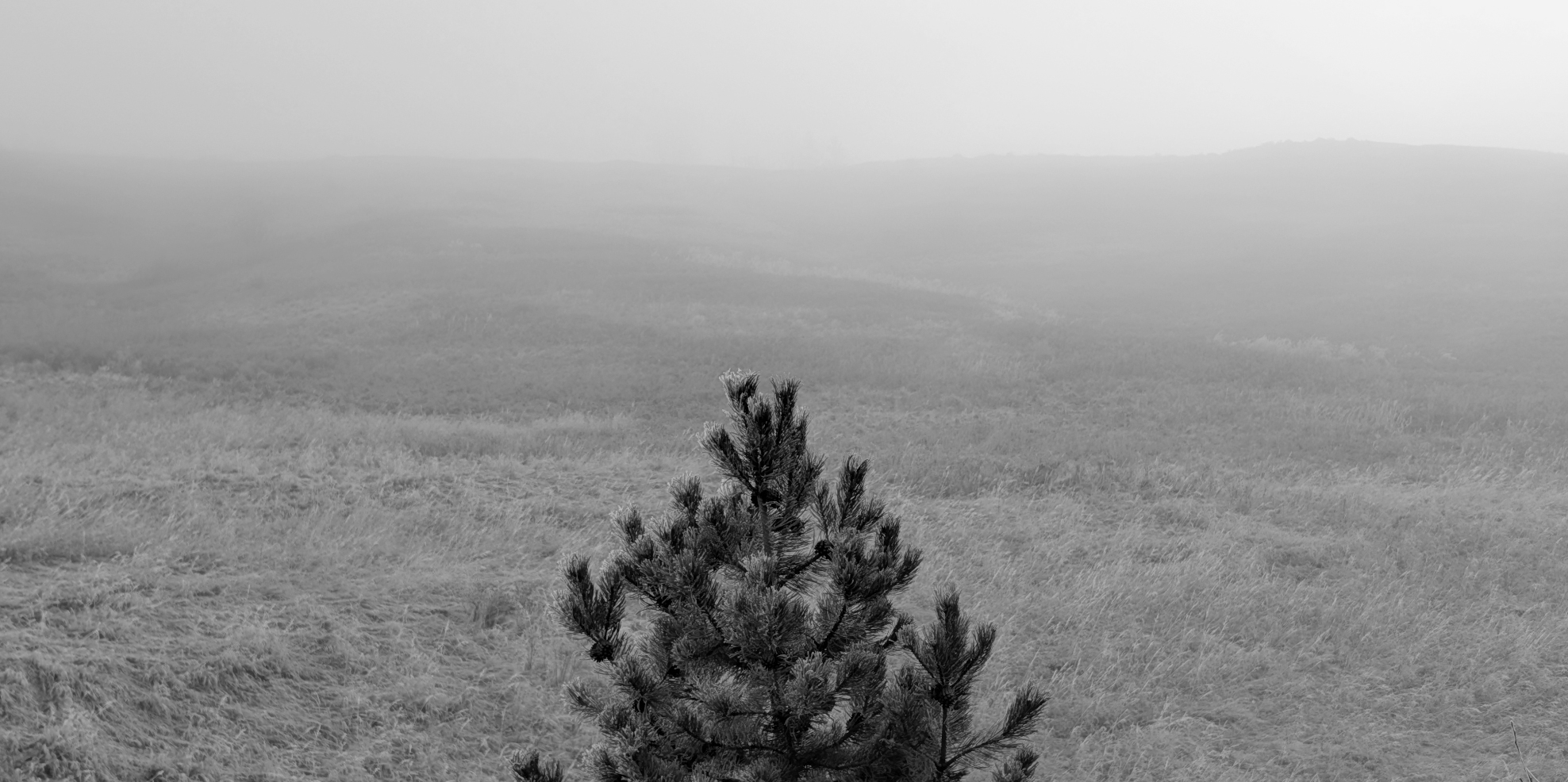 Photo of a tree by Edwin Lim